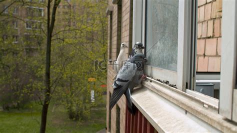 鸟啄窗户